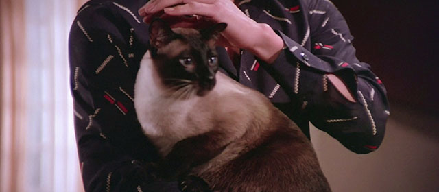 Black Magic 2 - Gou hun jiang tou - Siamese cat being held