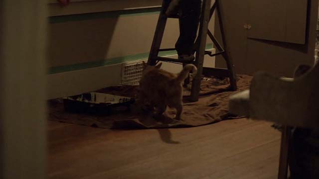 Blackway - orange tabby cat sniffing around paint and dropcloth