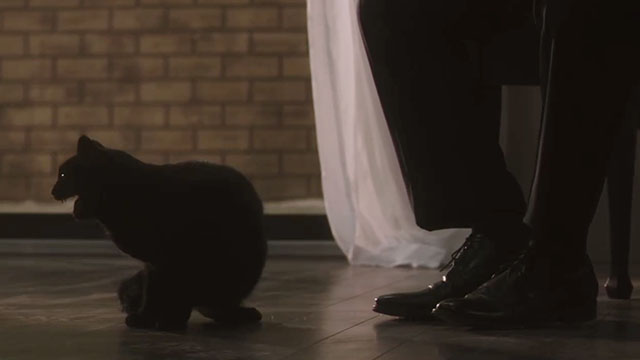 Blindsided - black cat Shadow sitting on floor