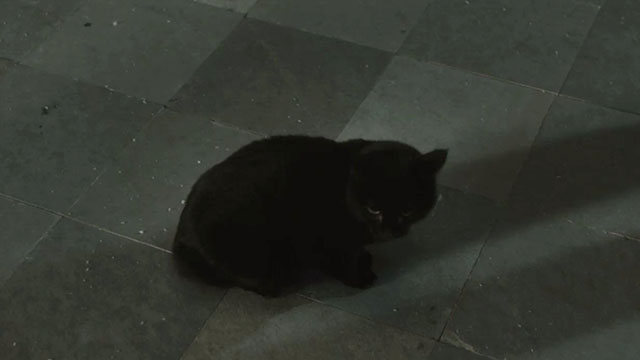 Blindsided - black cat Shadow sitting on deck