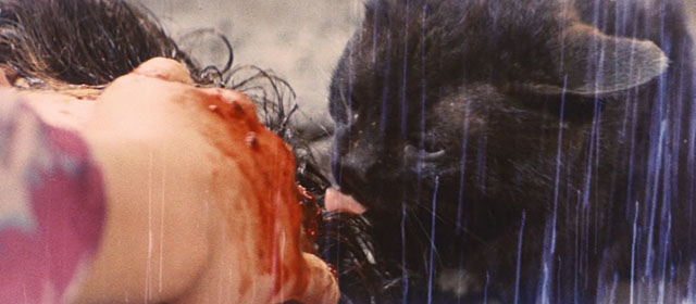 Blind Woman's Curse - black cat licking at woman's bloody face in rain