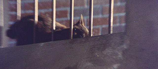 Blind Woman's Curse - black cat lying outside of prison window