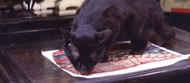 Blind Woman's Curse - black cat licking skinned tattoo