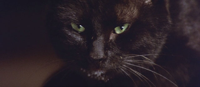 Blind Woman's Curse - black cat close up