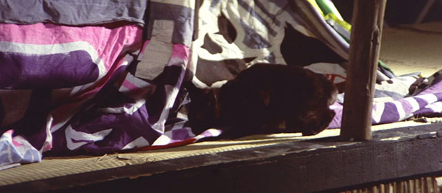 Blind Woman's Curse - black cat near draped fabric