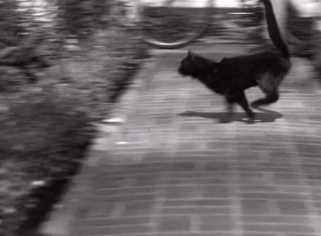 Blondie Has Servant Trouble - black cat runs across Bumstead front walk