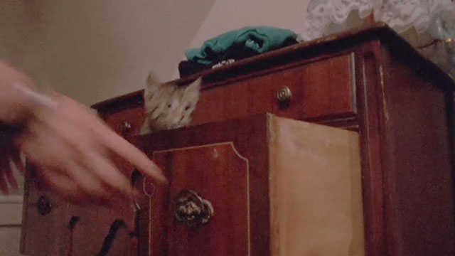 Blood Harvest - brown tabby cat jumping out of drawer