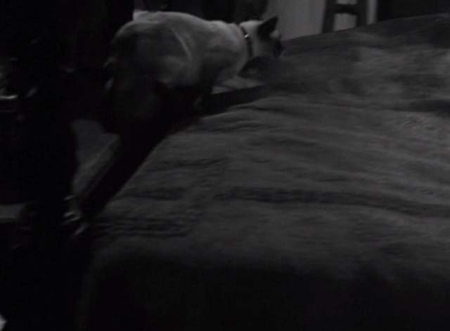 Bluebeard's Ten Honeymoons - Siamese cat on end of bed