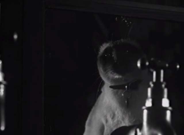 Bluebeard's Ten Honeymoons - Siamese cat looking in window