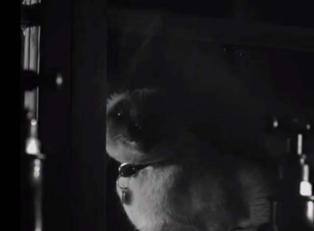 Bluebeard's Ten Honeymoons - Siamese cat Max looking in window