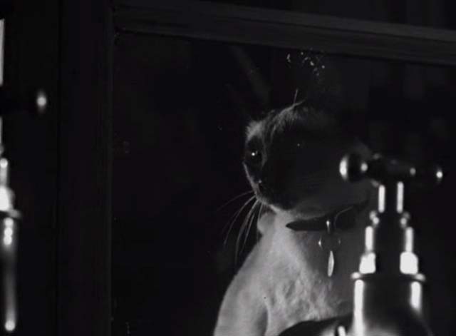 Bluebeard's Ten Honeymoons - Siamese cat Max still looking in window