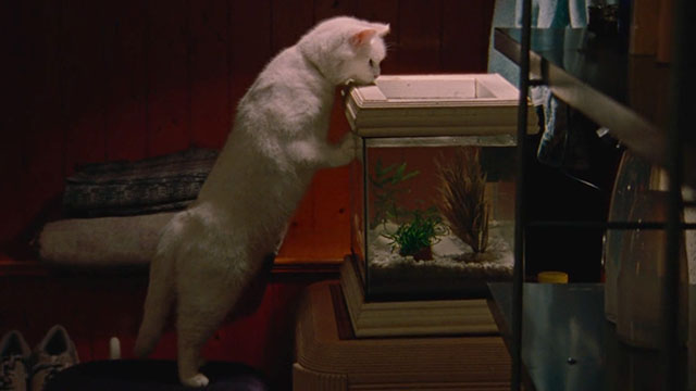Blue Jean - white cat looking into fish tank
