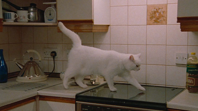 Blue Jean - white cat walking across stove top
