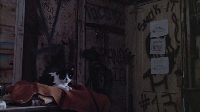 Boulevard Nights - tuxedo cat sitting inside gang hideout