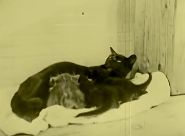 Bobby Bumps Fresh Fish - black cat nursing kittens