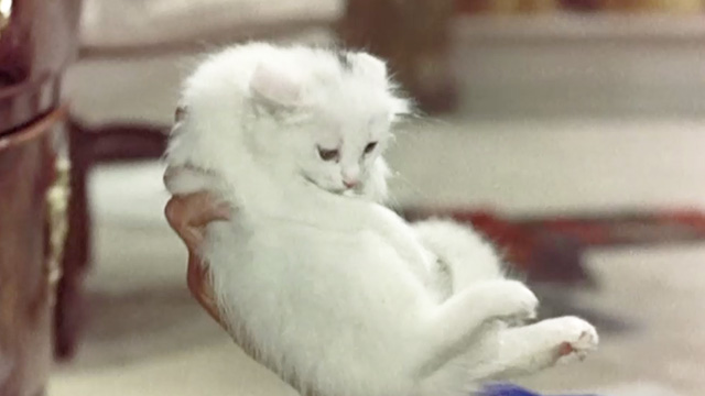Boccaccio '70 - Il lavoro - close up of long haired white kitten being grabbed