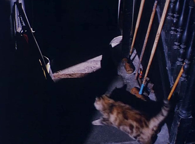 The Body Stealers - torbie cat moving toward basement