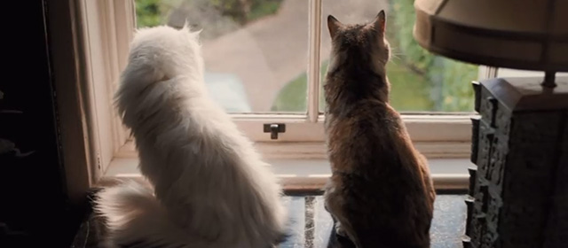 Bohemian Rhapsody - cats looking out of window