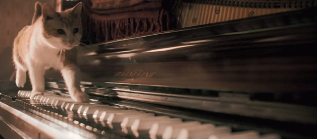 Bohemian Rhapsody - orange and white tabby walking on piano keys