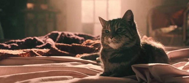 Bohemian Rhapsody - tabby cat sitting on bed