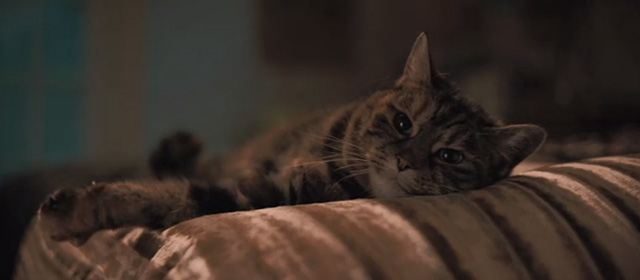 Bohemian Rhapsody - grey tabby cat lying on bed