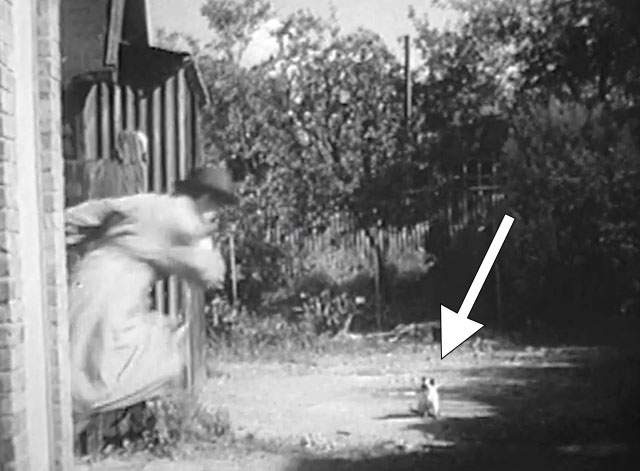 Bond of Fear - Siamese kitten standing in yard as Dewar runs in