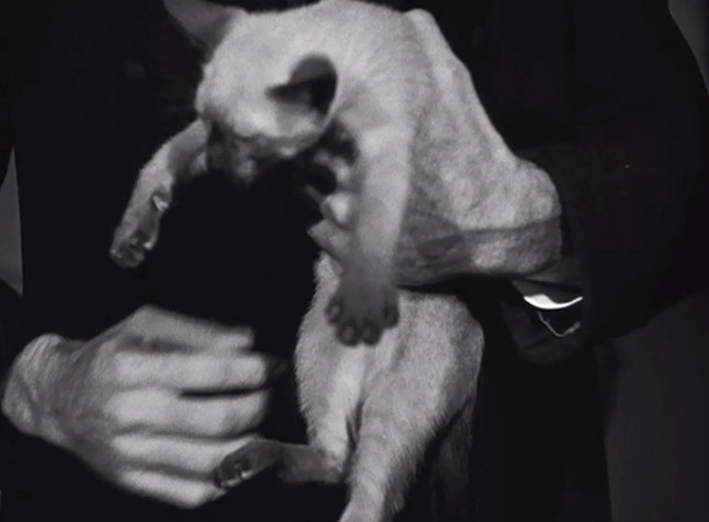 The Boogie Man Will Get You - Siamese kitten being held