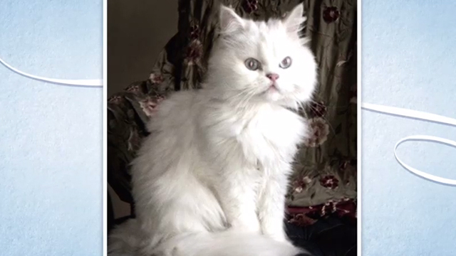 Book Club - photo of white Persian kitten Ginsburg