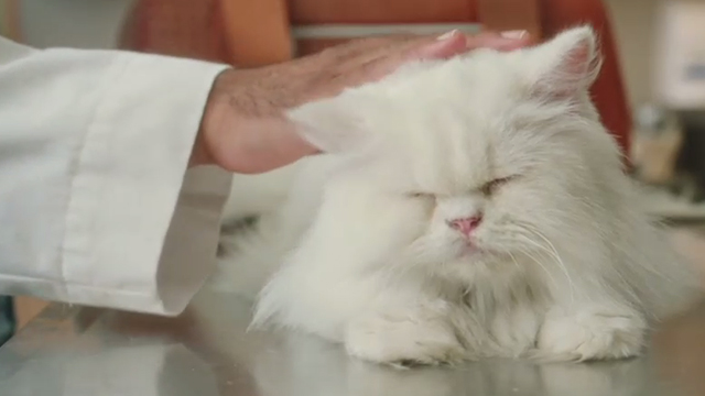 Book Club - white Persian cat Ginsburg being petted by vet