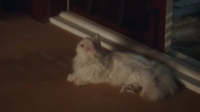 Book Club - white Persian cat Ginsburg lying next to doorway