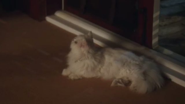 Book Club - white Persian cat Ginsburg lying next to doorway