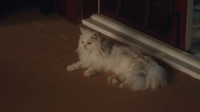 Book Club - white Persian cat Ginsburg lying next to doorway