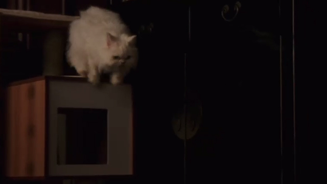 Book Club - white Persian cat Ginsburg jumping down from shelf