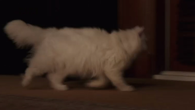 Book Club - white Persian cat Ginsburg scurrying to door