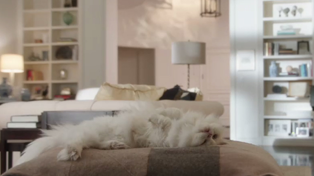 Book Club - white Persian cat Ginsburg lying on pillow