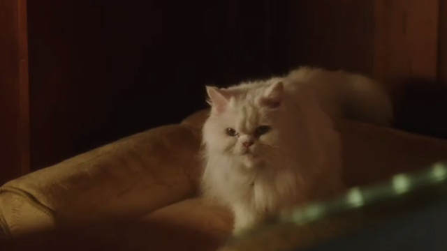 Book Club - white Persian cat Ginsburg sitting on chair