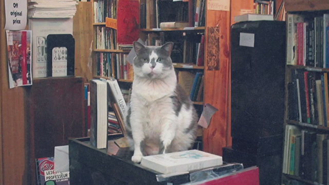 The Booksellers - Skyline bookstore gray and white cat Linda
