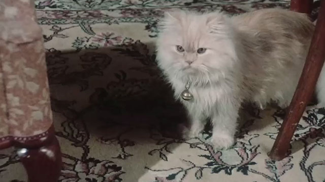 Born for Hell - cream colored Persian cat