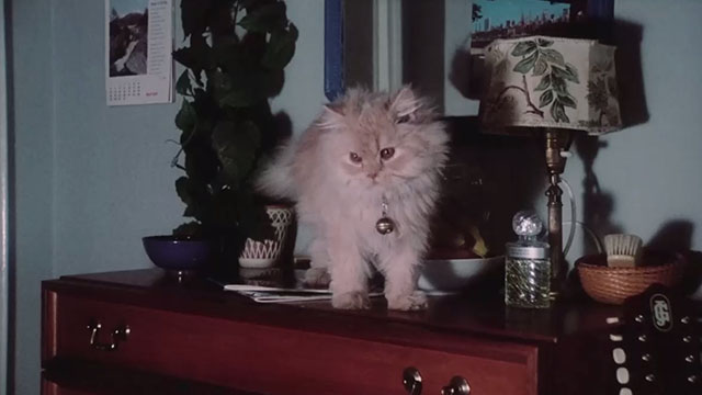 Born for Hell - cream colored Persian cat on dresser
