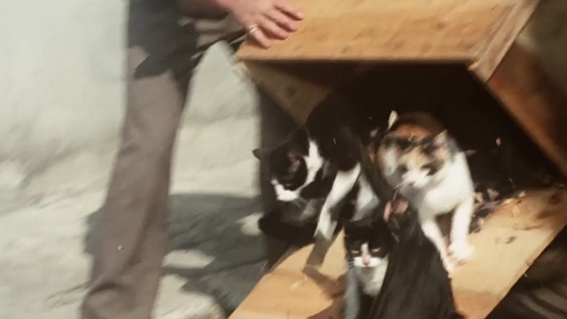 Borsalino - numerous cats being dumped out of crate