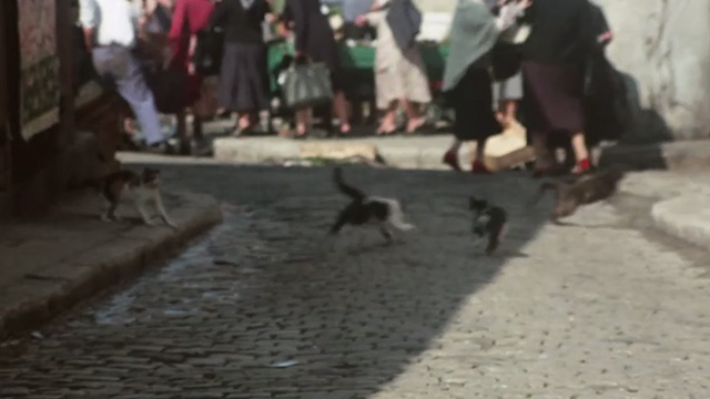 Borsalino - numerous cats running down street