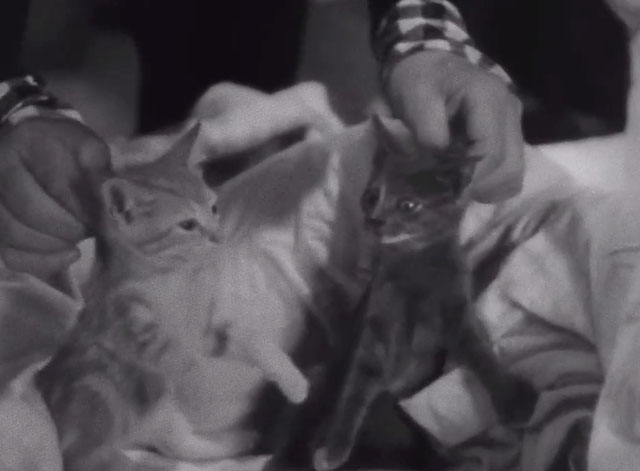 The Bowery - ginger and grey and white tabby kittens being lifted by scruff from bed