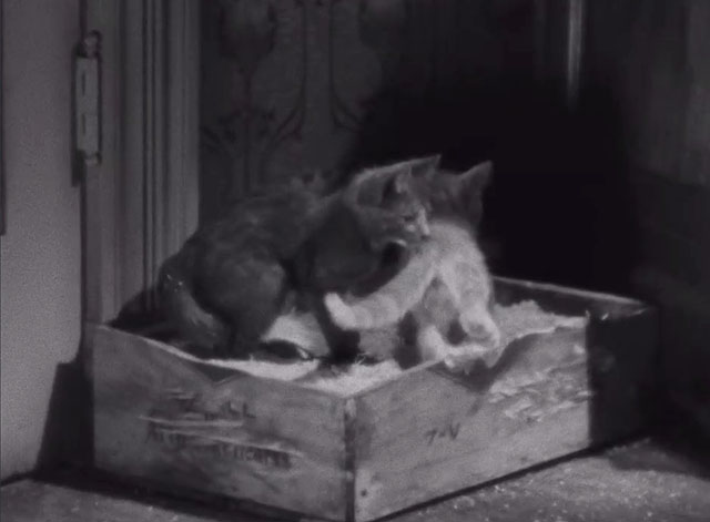 The Bowery - ginger and grey and white tabby kittens in box of straw