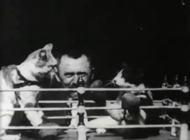 The Boxing Cats