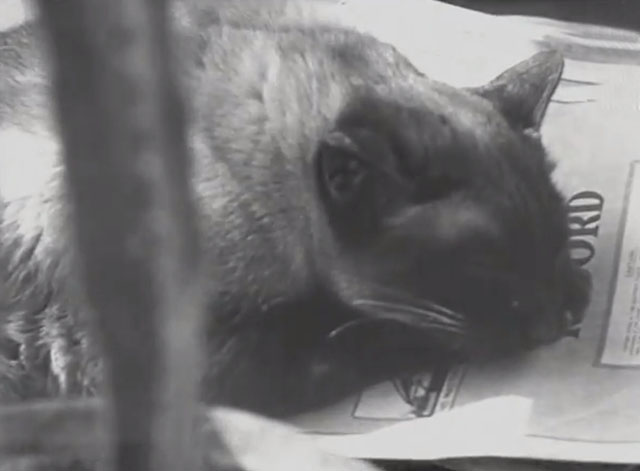 Box Office Draw - Siamese cat Tree sleeping on papers