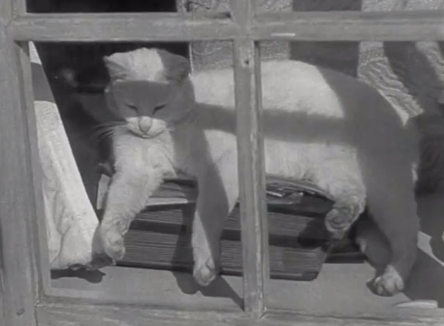 Box Office Draw - white cat Whitey Thompson sleeping in window