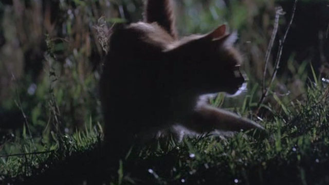 The Boys and Girls from County Clare - ginger and white tabby cat on grass at night