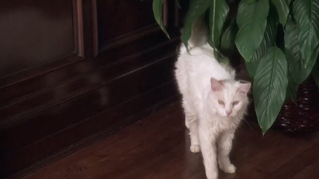 Breakin' 2: Electric Boogaloo - white cat emerges from behind potted plant