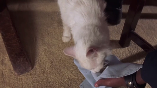 Breakin' 2: Electric Boogaloo - white cat taking crawfish from napkin