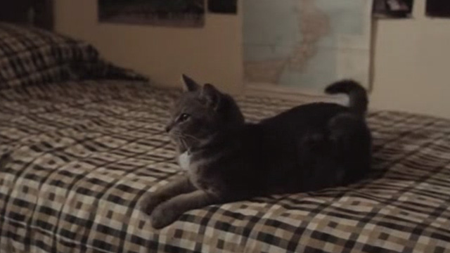 Breaking Away - tabby cat Fellini Jake sitting up on bed